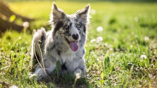 One of the smartest dog breeds, the boarder collie