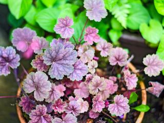 red and purple heuchera plant in container