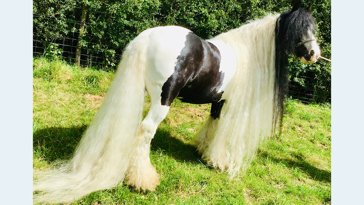 The-gypsy-cob-the-gamblerUnknown.jpeg