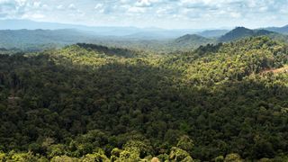 An aerial photograph of a rainforest in Papua New Guinea.