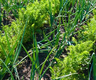parsnips growing alongside onions and carrots in a vegetable garden