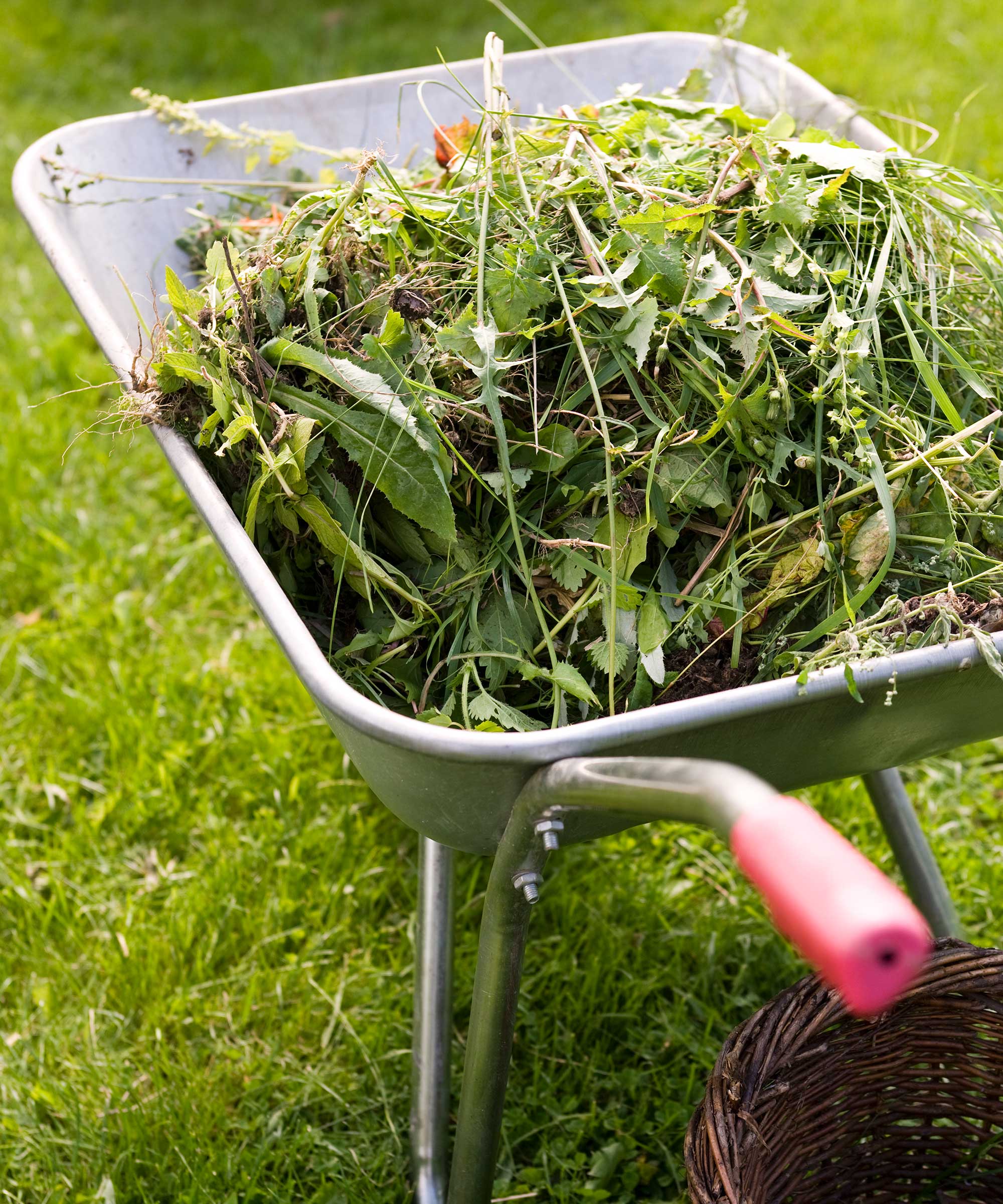 wheelbarrow full of weeds