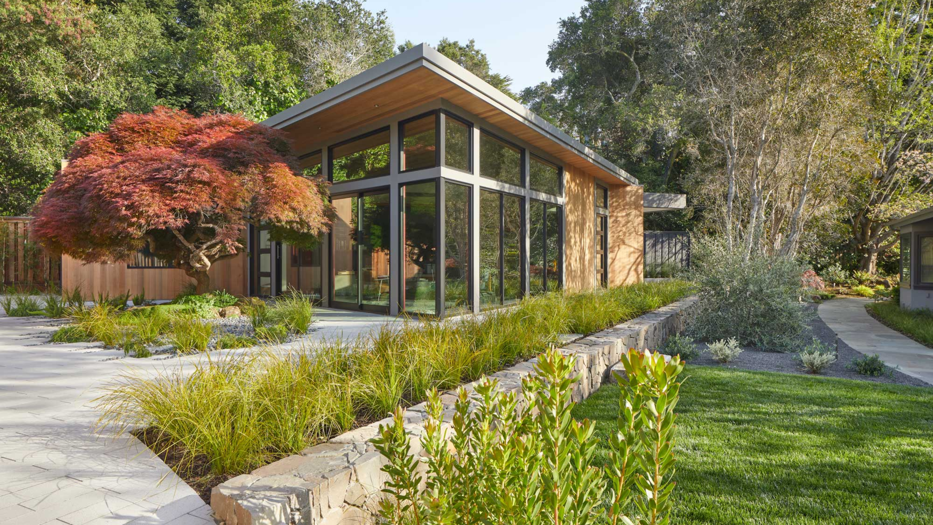 a yard with a japanese maple tree
