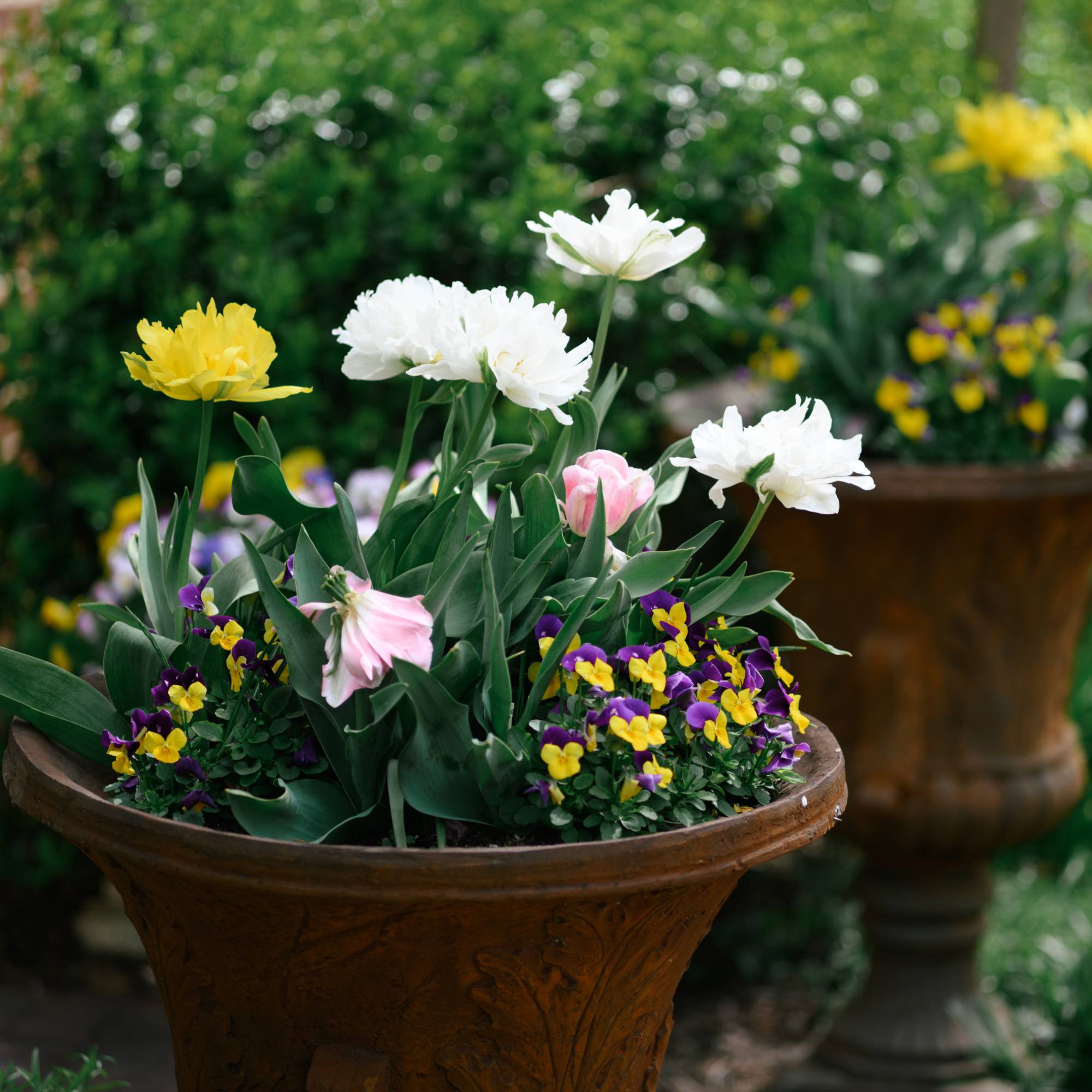 Container gardening with tulips and pansies