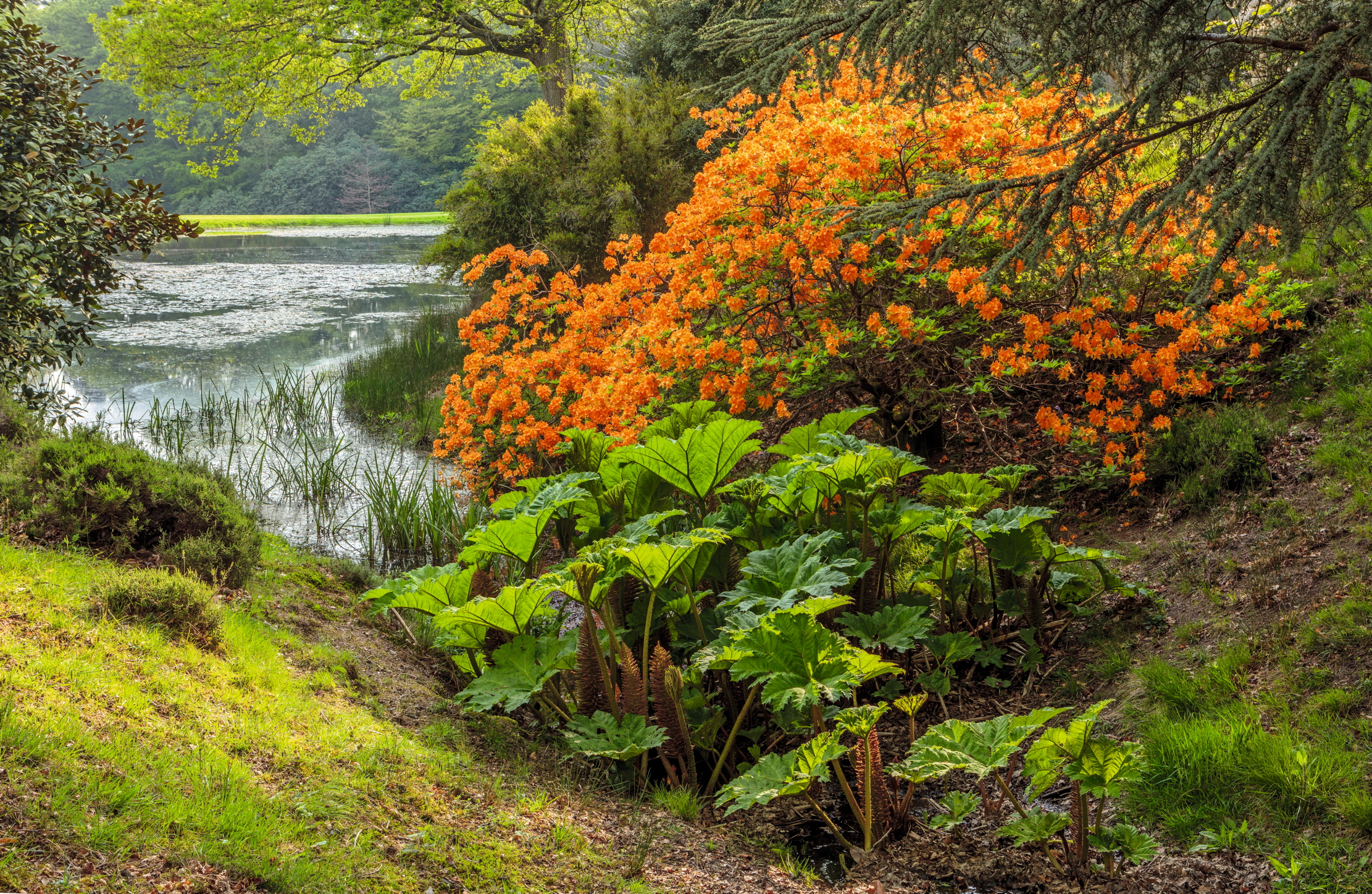 One of a strong of small lakes in the woodland garden, which has been planted with 3,000 mostly native trees, as well as colourful ornamentals, such as this Azalea &#039;Altaclarense Sunbeam&#039;.