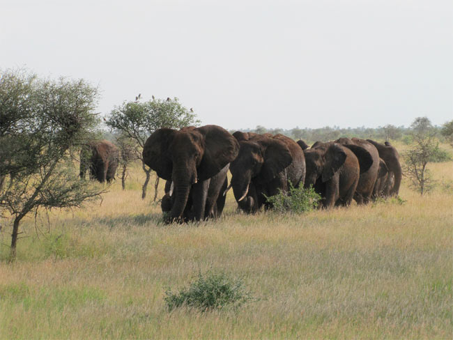 'African Elephant' Actually Two Separate Species | Live Science