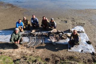 Here are some of the "Tadibe" woolly mammoth's recovered bones. Notice the ribs, both halves of the pelvis and one of the hind limbs.