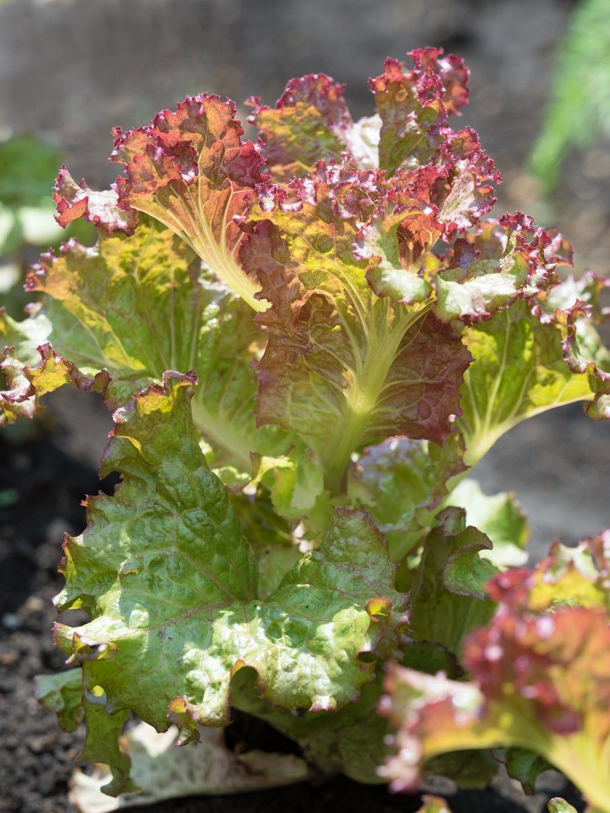 red leaf lettuce