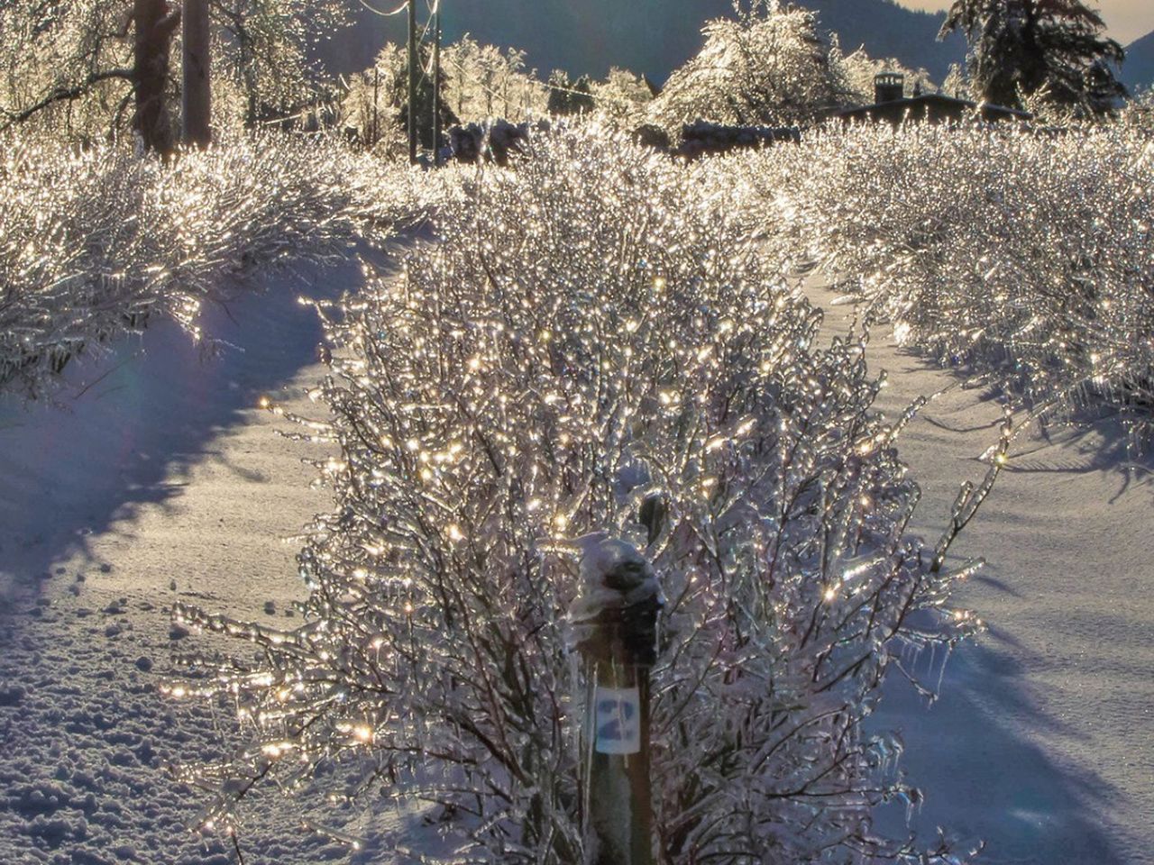 Blueberry Plants Covered In Snow