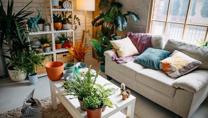 A small living room with a couch, coffee table and a shelf full of plants