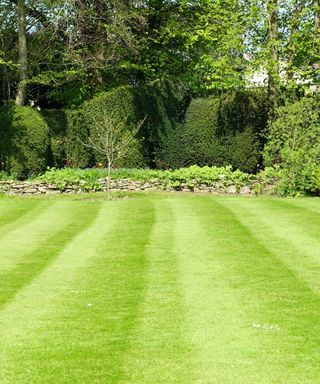 A freshly mown green lawn with a stone ledge, green hedges, and green trees at the end of it