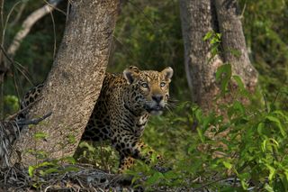A jaguar of the Brazilian Pantanal in motion.