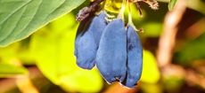 Organic blue berries of a honeysuckle on a branch with leaves. Summer or vegetarian background, nature concept. Closeup of ripe and juicy honeysuckle