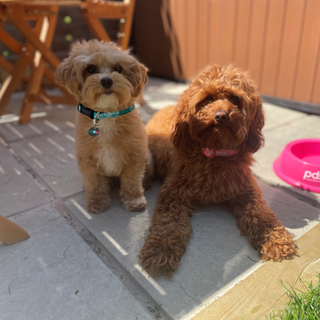 Two dogs sat in shade on patio
