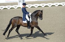 ecco FEI EUROPEAN CHAMPIONSHIPS 2013 DENMARK - Blue Hors DRESSAGE