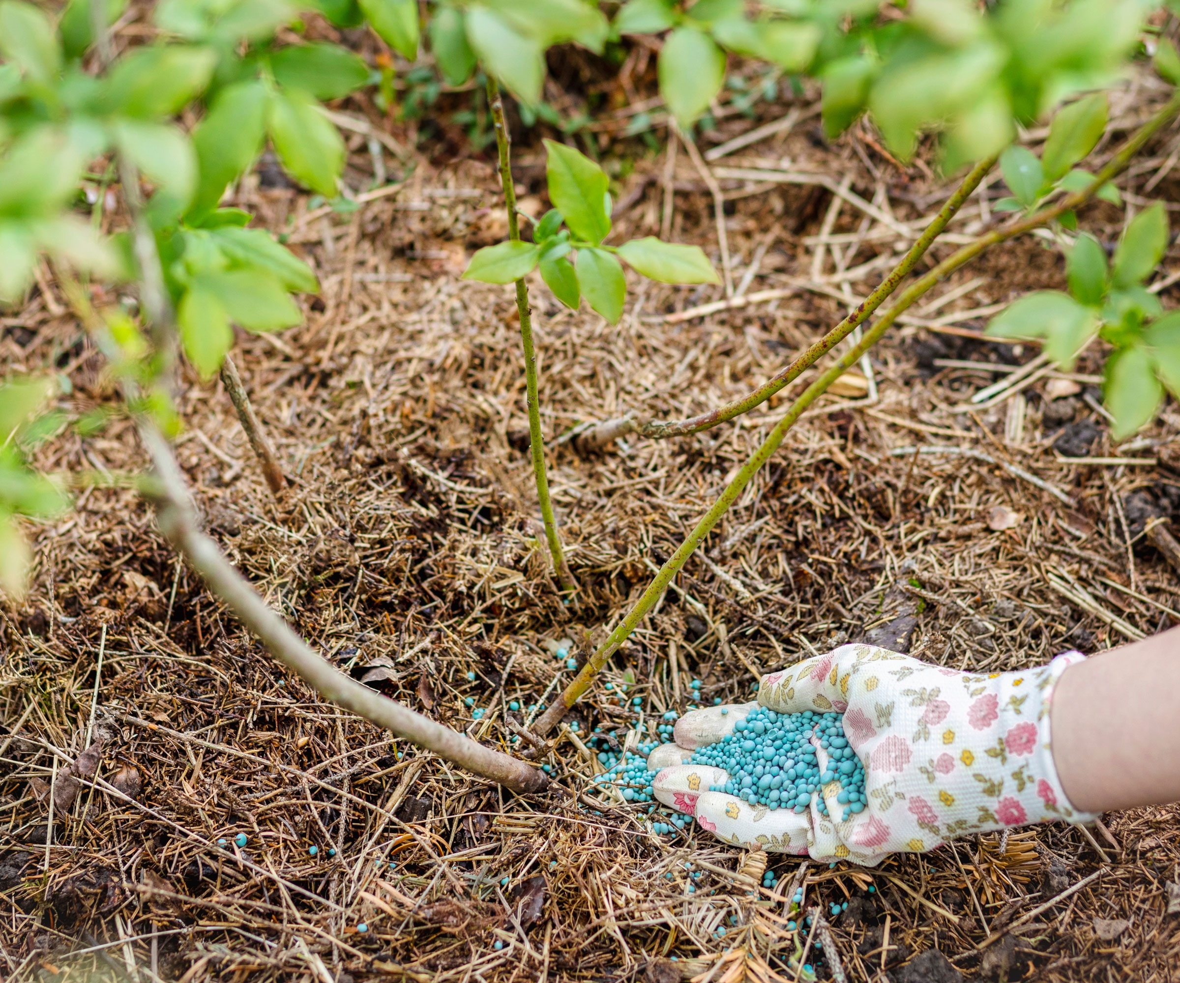 mulching blueberry plant with gloves