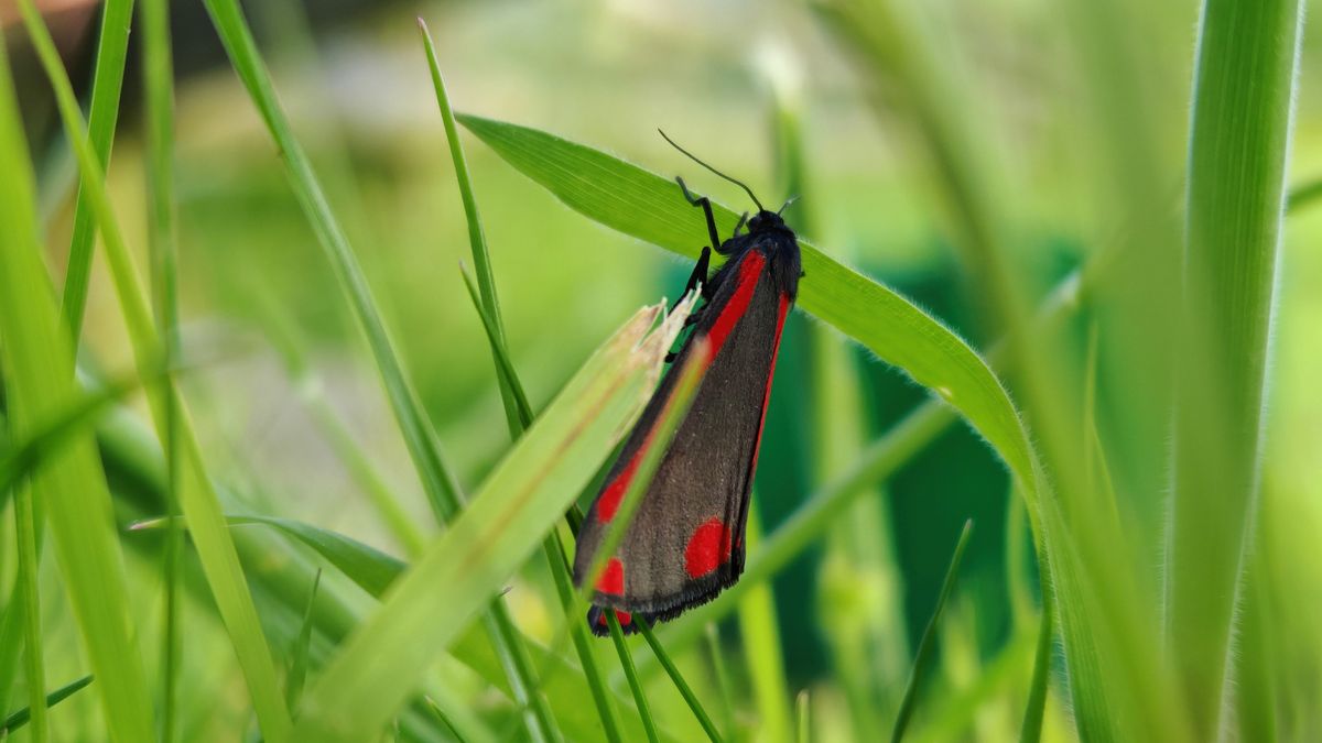 Honor 200 Pro camera samples