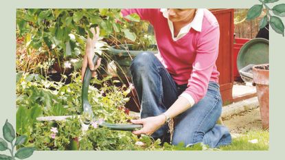 Woman wearing a pink rugby top and jeans in a gardening using shears to use the chelsea chop method