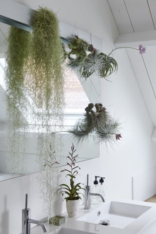 A bathroom sink decorated with airplants trailing down the mirror