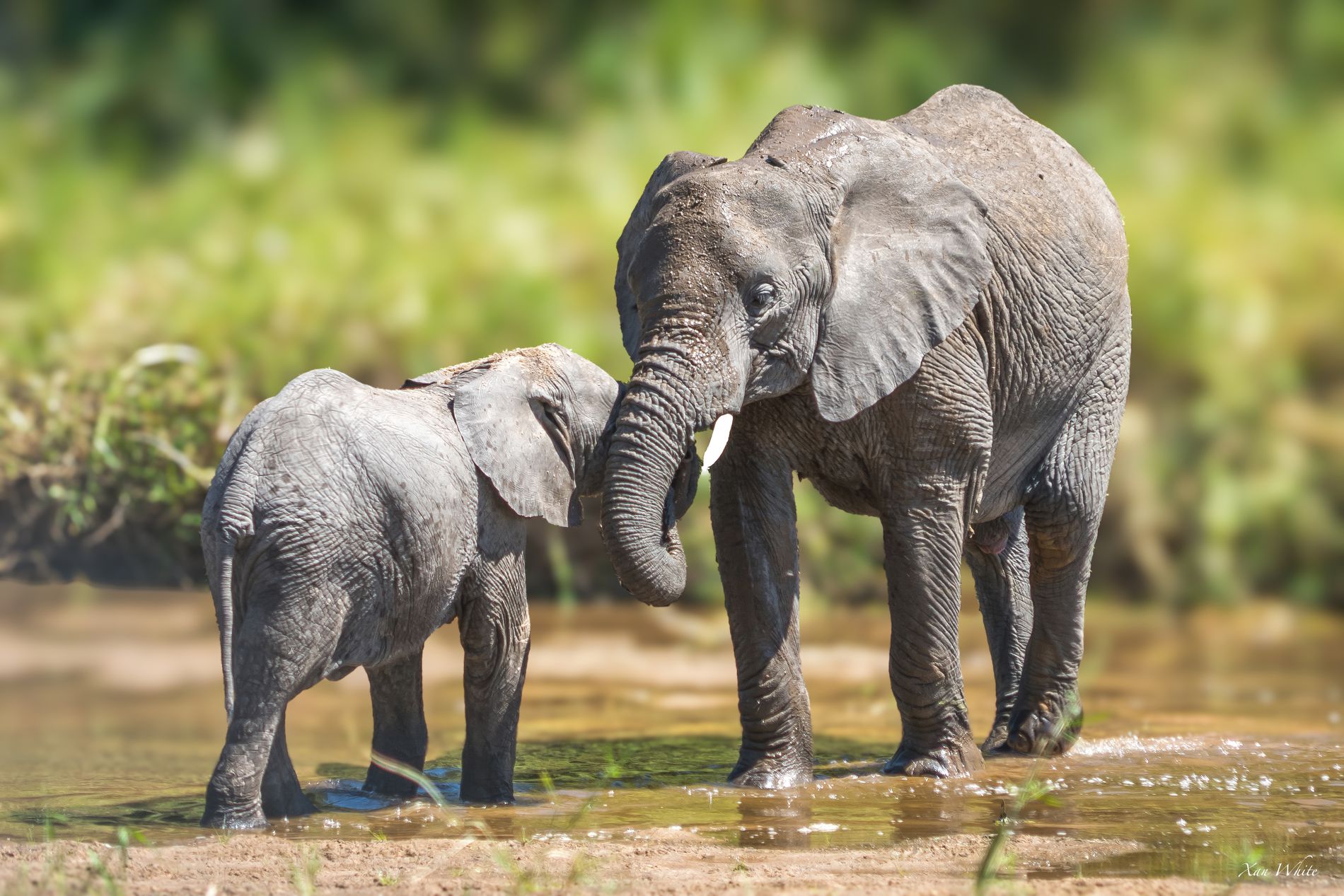 GuruShots - February 2026