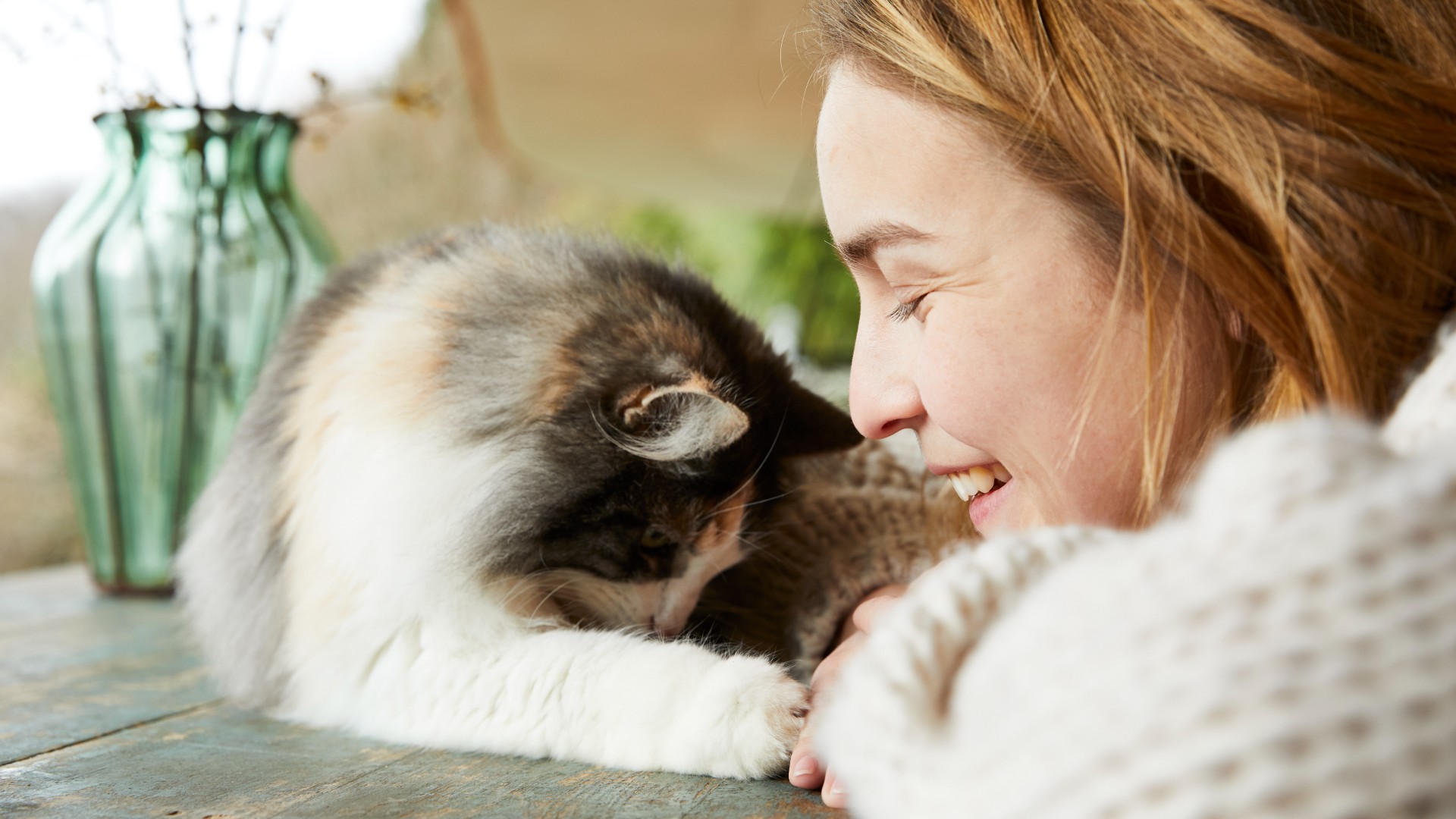 Norwegian forest cat