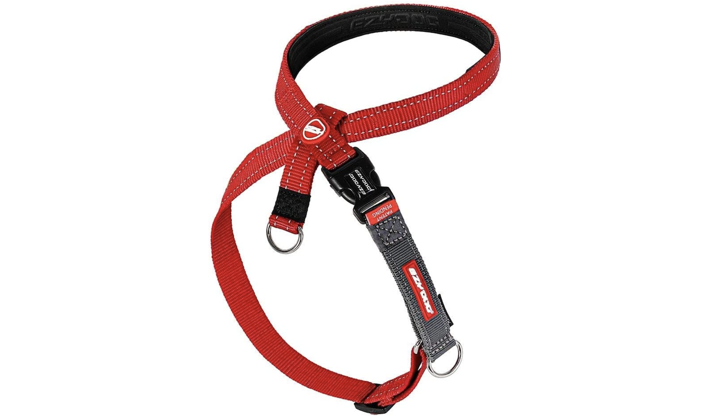 Red Ezydog dog harness for training and pulling