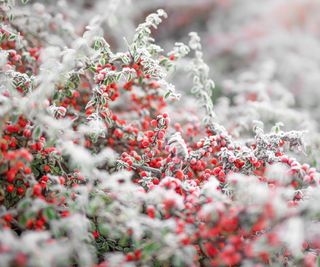 Red berries on a cotoneaster shrub covered in frost