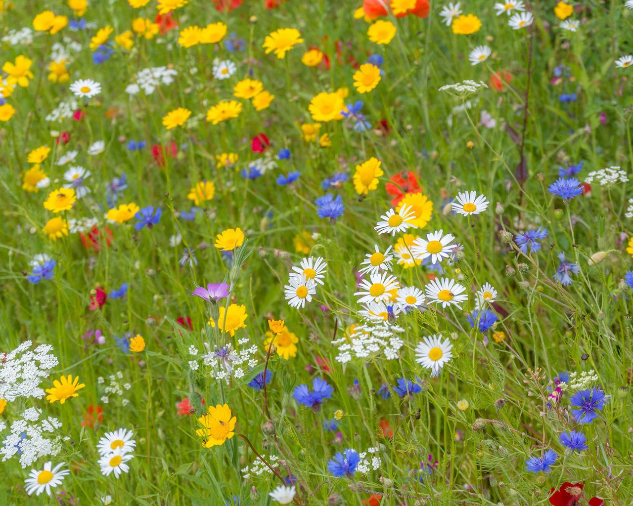What to plant in October: 14 plants to sow and grow | Gardeningetc