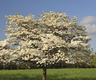 Flowering dogwood tree with white blooms