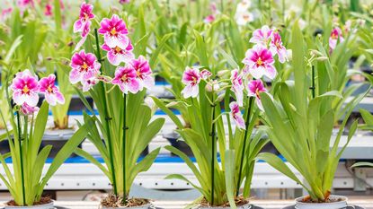 row of orchids in bloom in a glasshouse