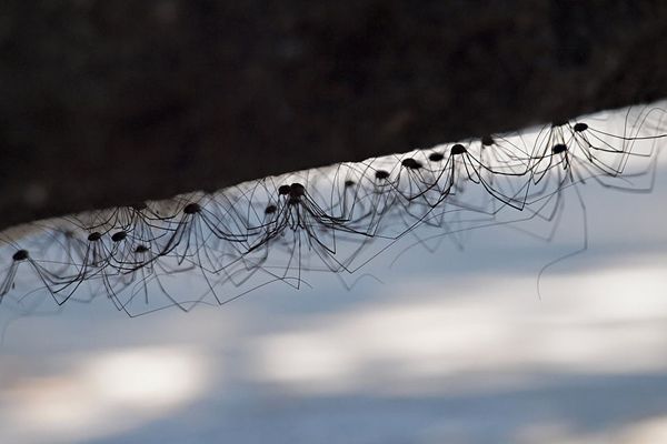 papa and baby long legs