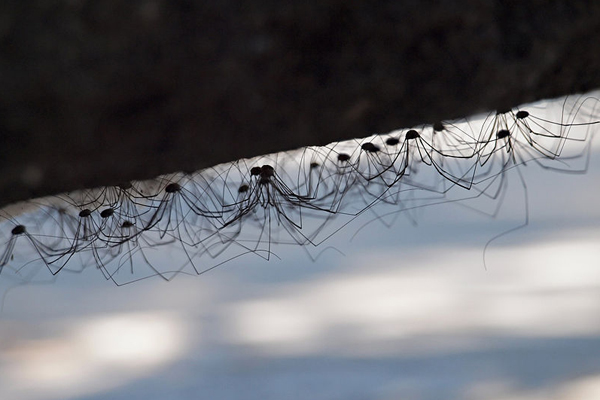 Mummy long-legs, A Daddy long-legs spider carrying her eggs…