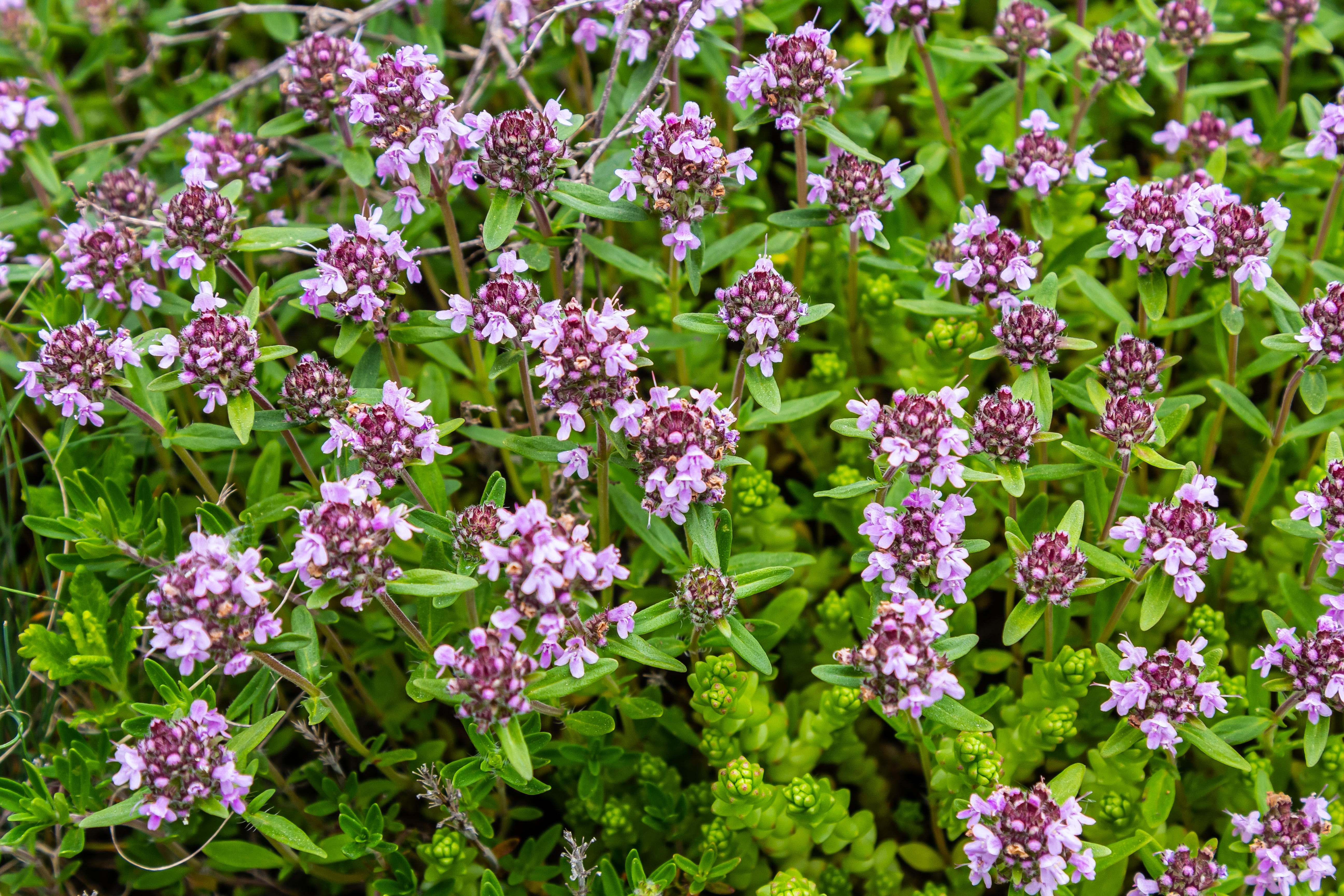 Creeping thyme