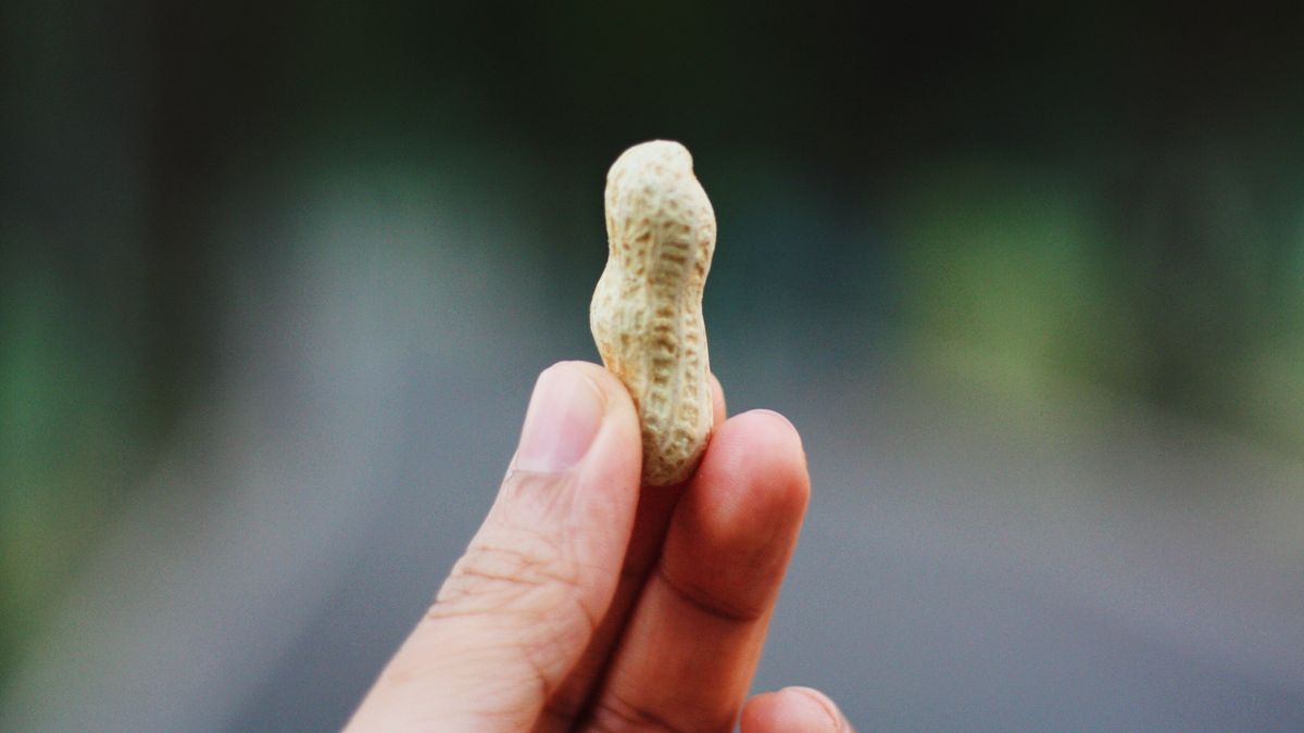 Person&#039;s hand holding peanut in shell