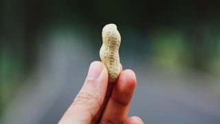 Person's hand holding peanut in shell