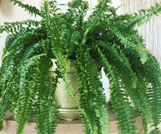 Boston fern houseplant in plastic container