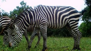 Zebra caught on camera trap in Katavi National Park