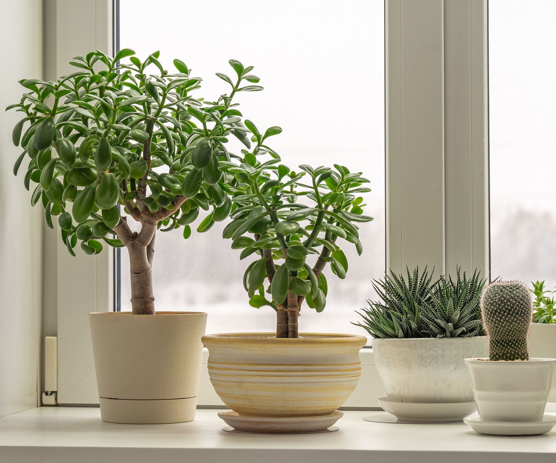 Jade plants and other succulents on the windowsill, set against the window.