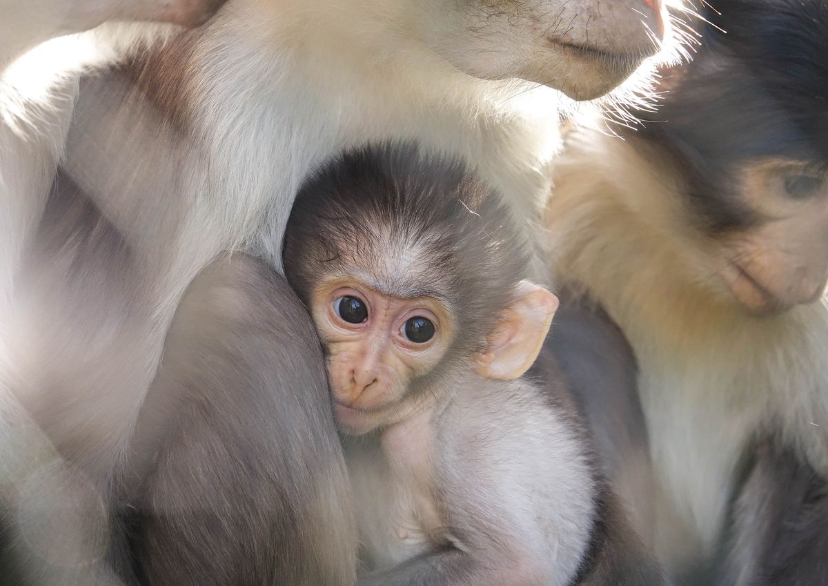 Fujifilm partners with London Zoo in new photo exhibition Flipboard