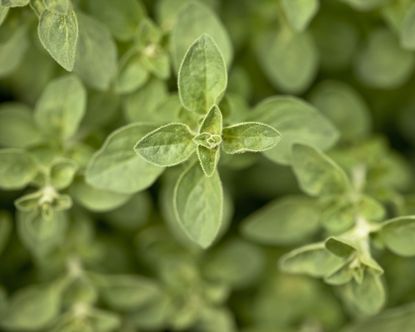 Best companion plants for cucumbers: flowers, herbs and veg to grow ...