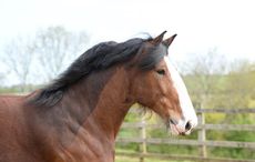 Kavaner: Mare & Foal Sanctuary
