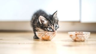 Kitten eating wet food