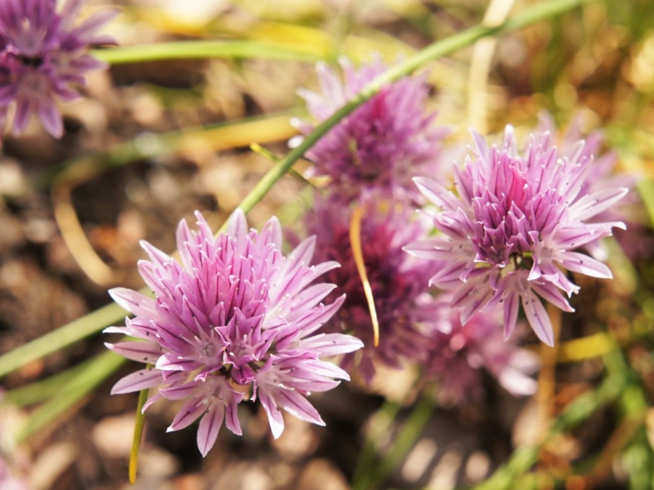 Pink-White Colored Wild Chives