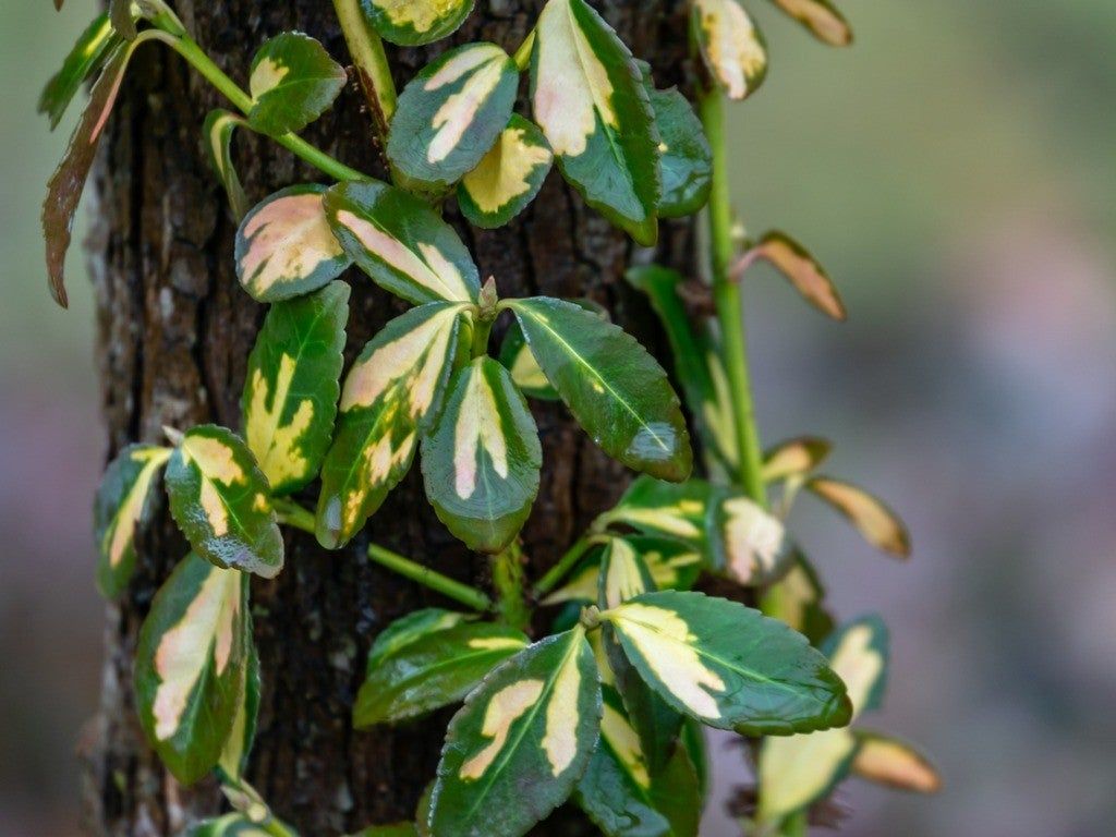 木から冬つる植物を取り除く最良の方法