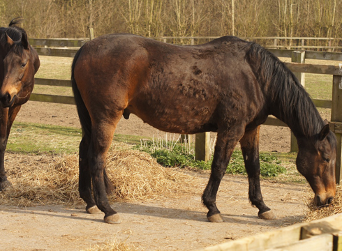 Elf has now recovered at Redwings