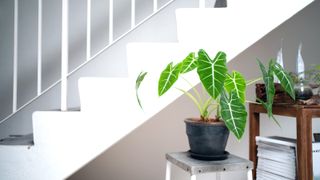 Alocasia / Elephant Ears in a pot inside