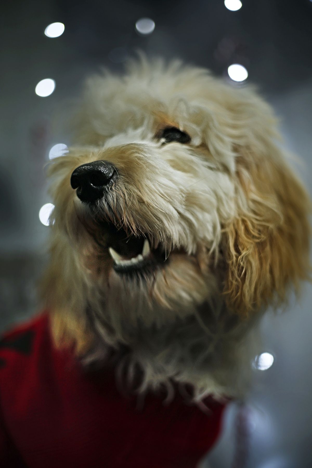 Goldendoodle festive photoshoot bokeh christmas lights santa hat