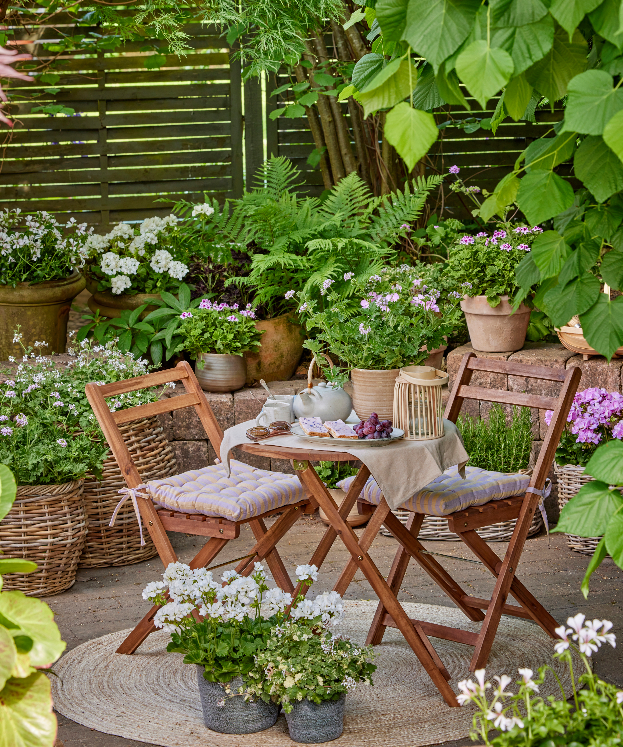 Variety of planters of pelargoniums at various heights in a small garden