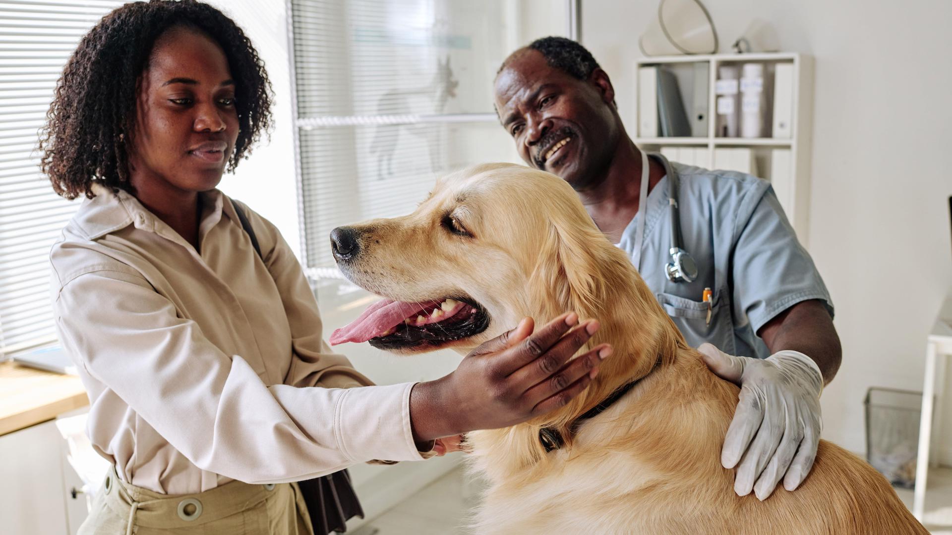 Golden retriever at vet, relaxed scene