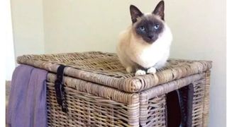 IKEA wicker chest litter box with cat sat on top